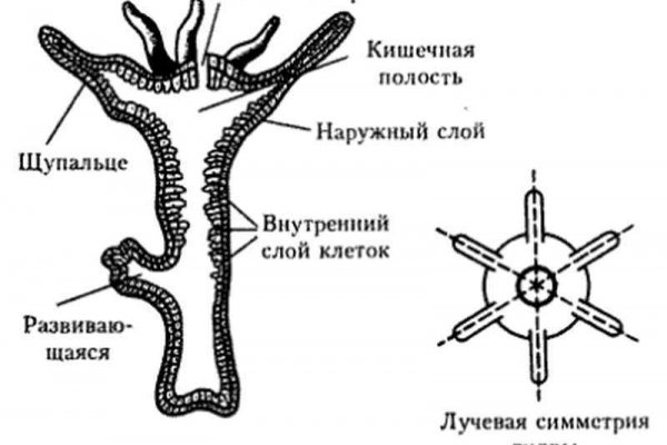 Что случилось с кракеном маркетплейс